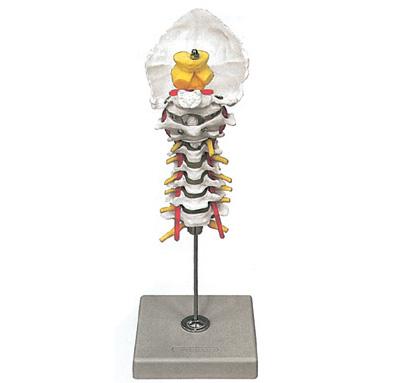 Colonna Spinale Cervicale