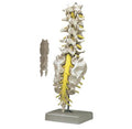 Colonna Spinale Lombare
