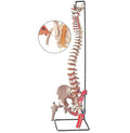 Colonna Vertebrale con femore e muscolo