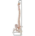 Colonna Vertebrale con femore e osso sacro